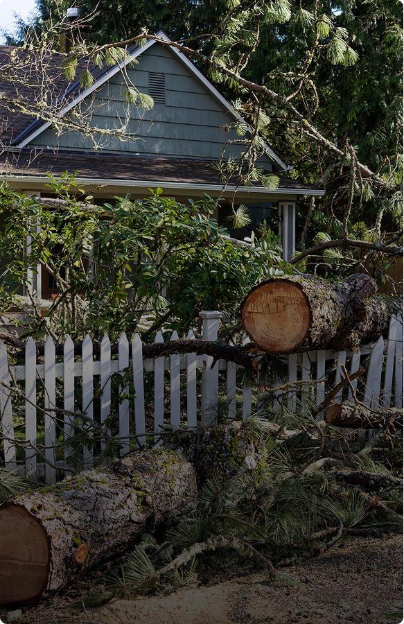 Storm damage with fallen tree logs