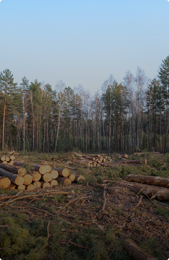 Logging site in a forest setting