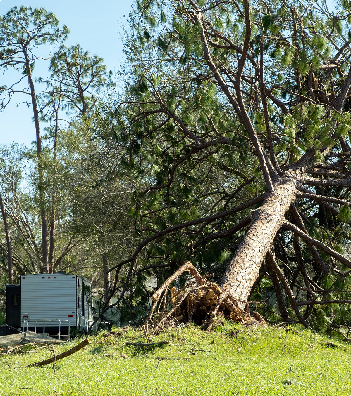Large tree uprooted in storm