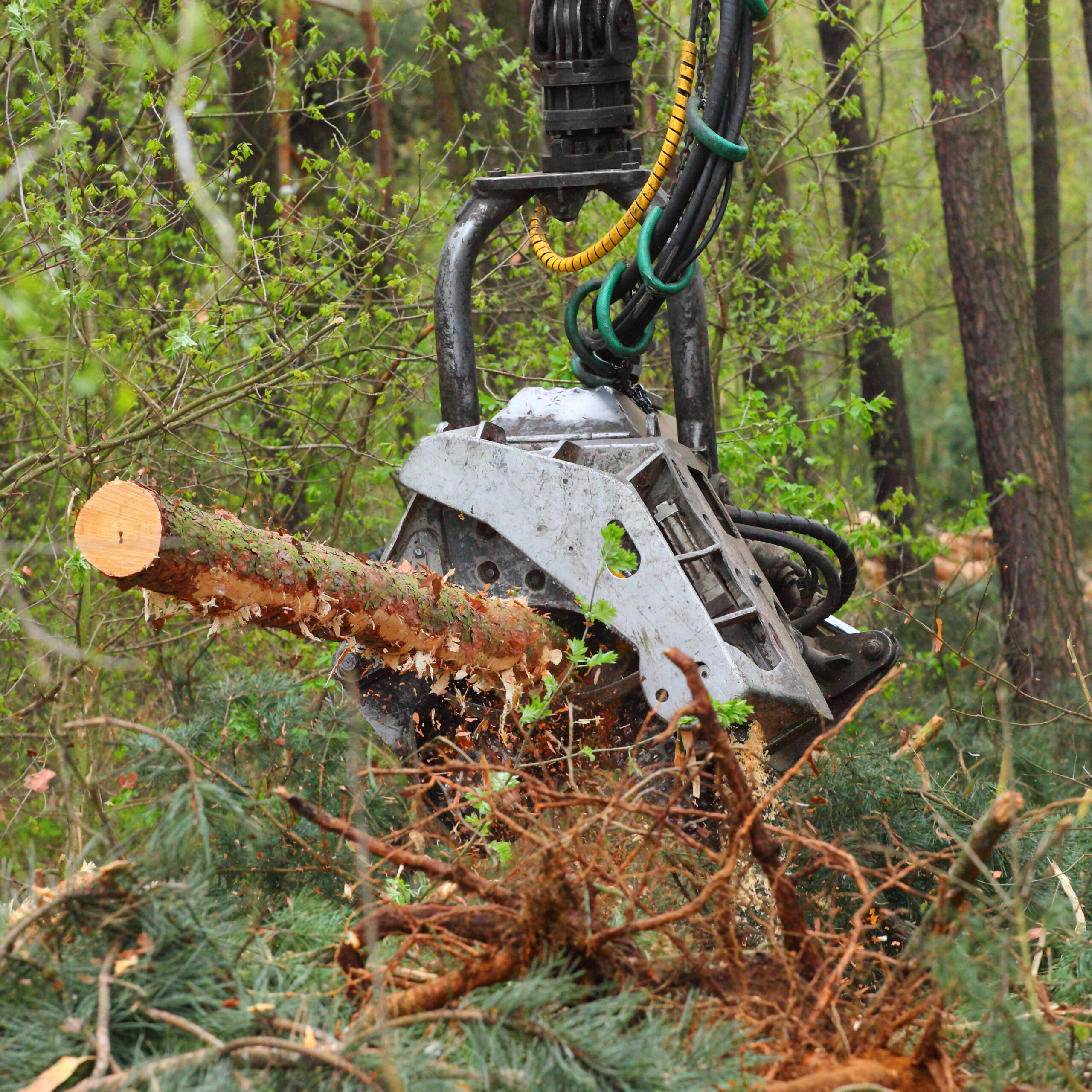 The harvester working in a forest. Renewable resources theme.