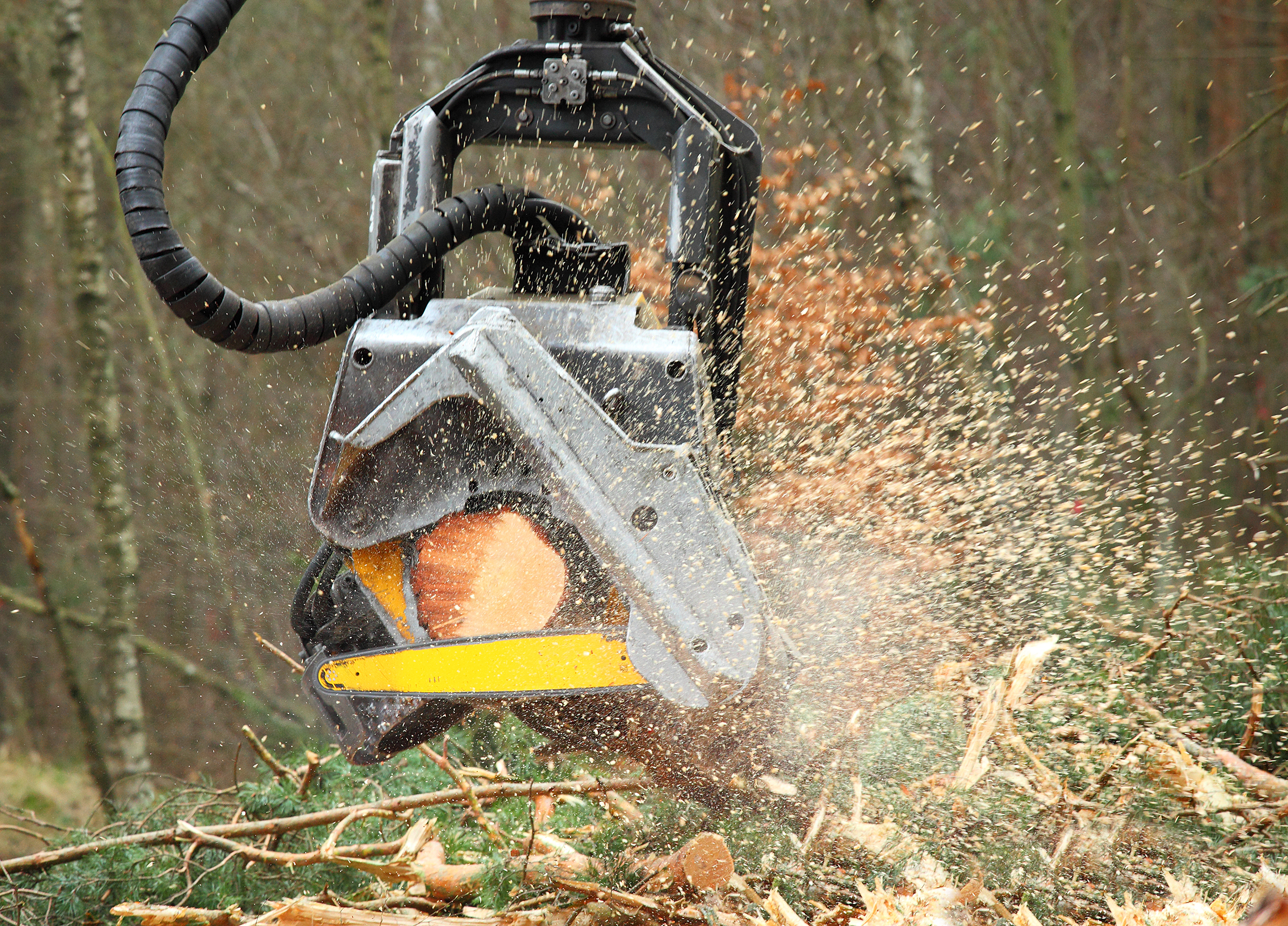 The harvester lumberjack working in a forest. Harvest of timber. Firewood as a renewable energy source. Agriculture and forestry theme.